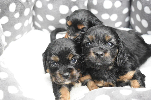 Health Tested Cavapoo Puppies