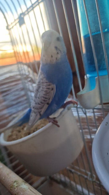 Budgie