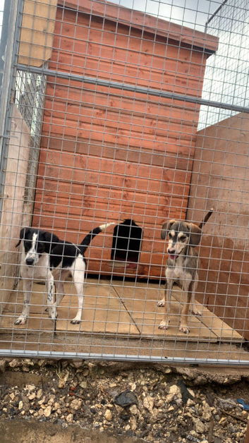 Sprocker dog for sale