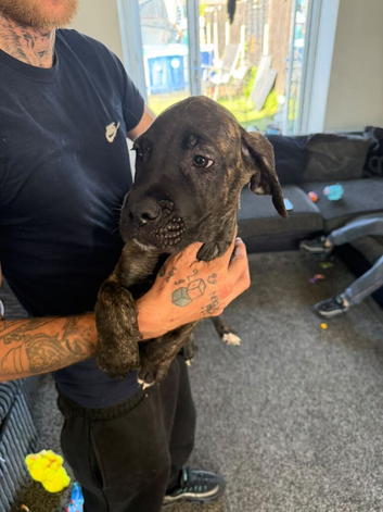 14 weeks old male cane corso