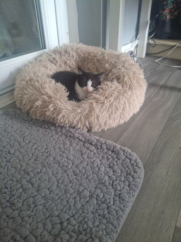 5 kittens for sale