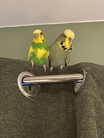 2 budgies