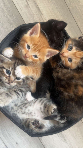 Beautiful kittens