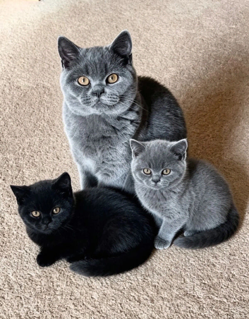 BSH Kittens