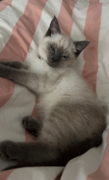 Ragdoll x Siamese female