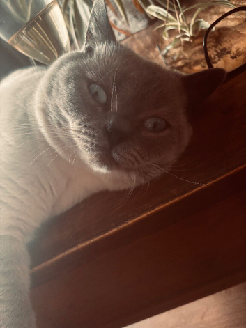 Chunky Male