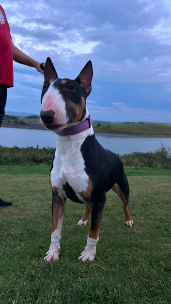 Sweet Female English Bull Terrier