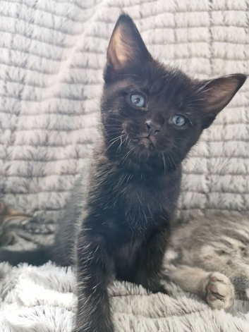 Black kitten