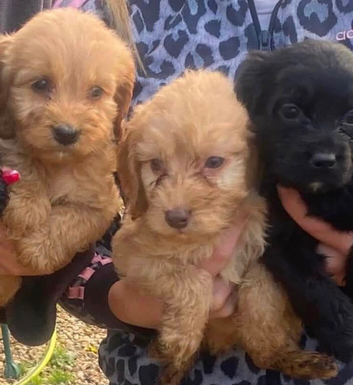 3 Boy Cockapoos Puppies
