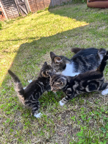Selling my beautiful kittens