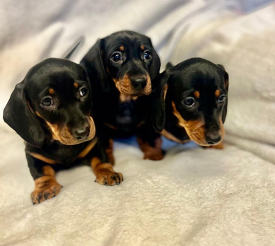 Miniature dachshund