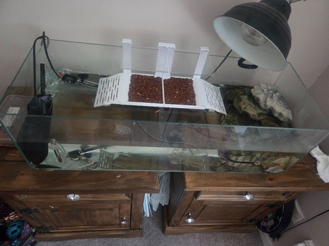 turtle and setup