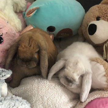 2 bunnies looking for home