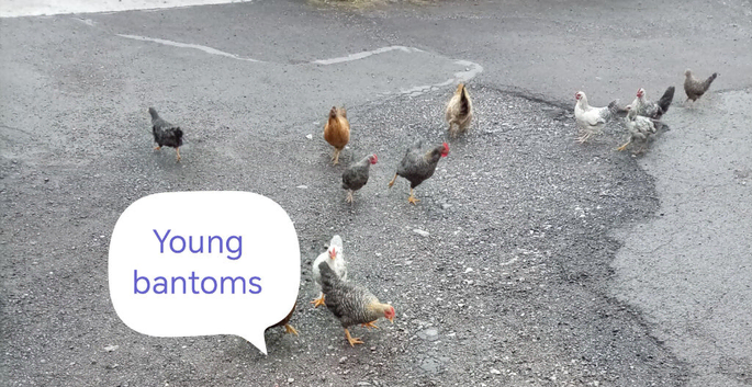 Bantoms young