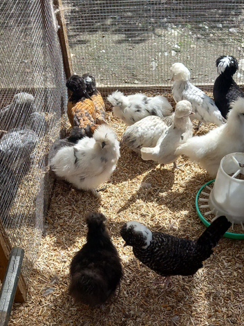 Polish and silkie bantam females