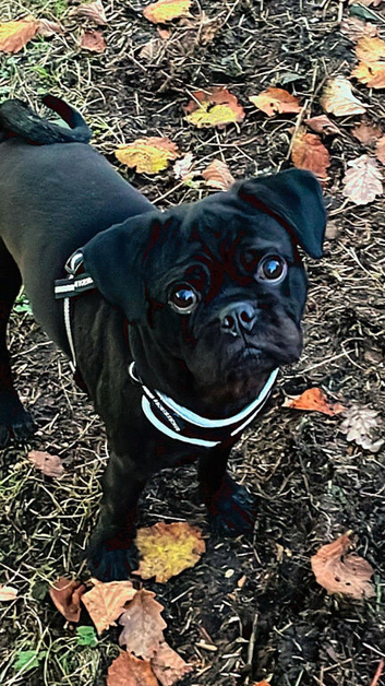 Selling my two year old pug