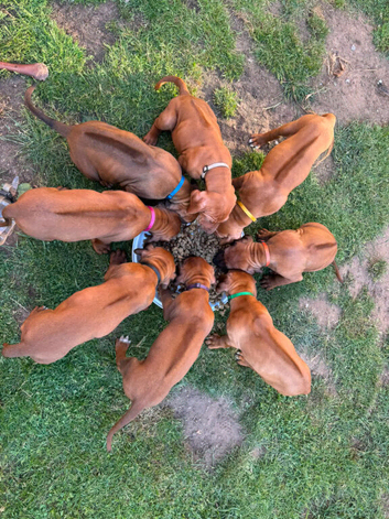 Beautiful Rhodesian Ridgeback puppies, family pet