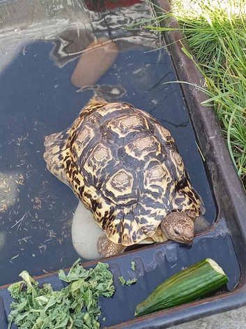 leopard tortoise