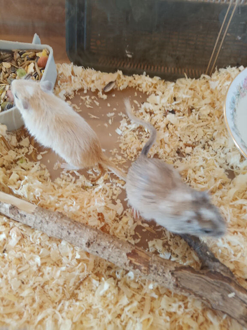 Male and female gerbil