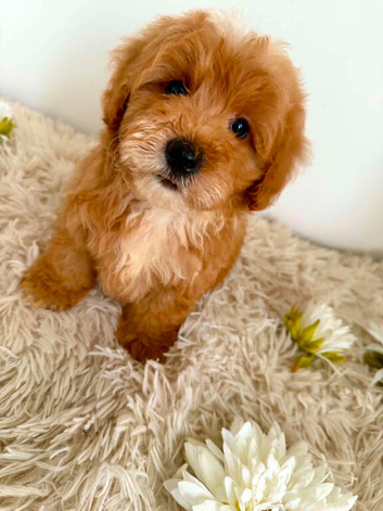 Beautiful Puppies Looking for Loving Homes