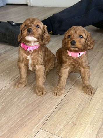 Cockapoo puppies