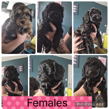 Cockapoos f1b toy