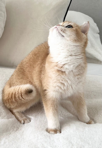 NY12 Golden British Shorthair Imported Parents