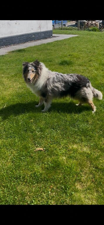 Blue Merle female