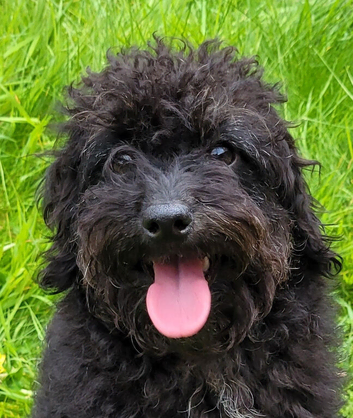 labradoodle puppy small miniature f1b girl