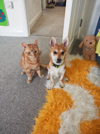 Male puppy