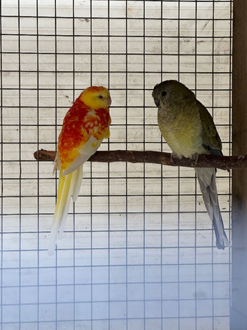 red rumped parakeet YELLIW ONE UNAVAILABLE