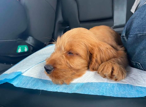 Cockapoo Puppy