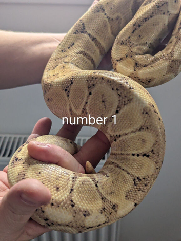 Various ball pythons for sale
