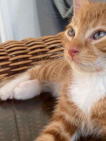 Beautiful kittens for sale