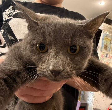 British blue shorthair cross kittens