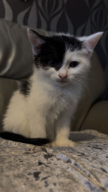 Kittens available for new homes, 9 weeks old, litter trained, eating food