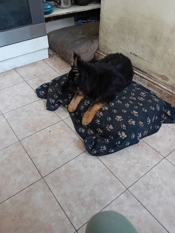 Germanshepherd  pup for Sale