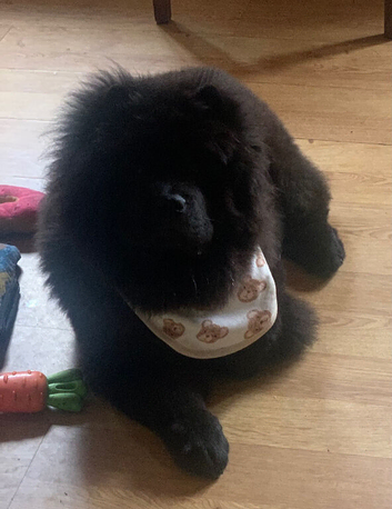 Stunning black chow chow