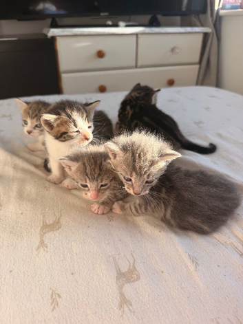 Kittens