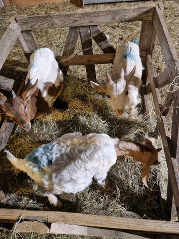 Just 2 lovely wethers for sale