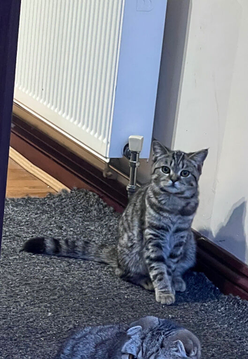 British shorthair mixed