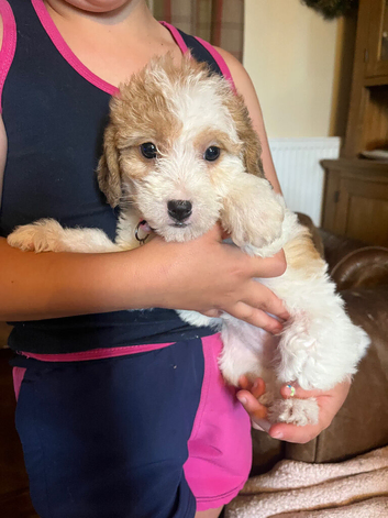 Poogles beagle x mini poodle