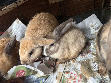 No time wasters please if these are still showing they are still available. I have 2 bunnies looking for a loving home. They can go separate