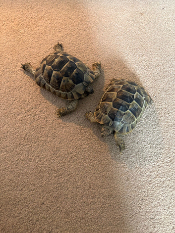 Spur thighed tortoises