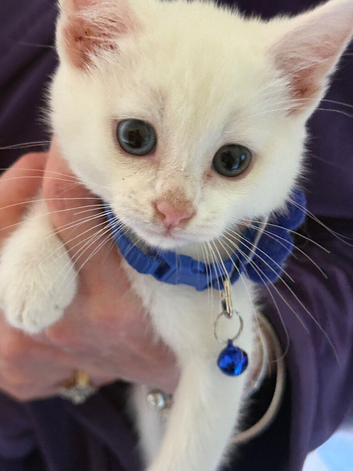 Ragdoll x Ragdoll bsh stunning pure white kitties READY NOW