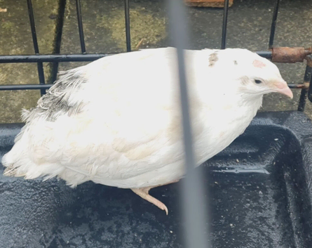 Jumbo Coturnix Japanese Italian English quails and also fertile eggs for sale !