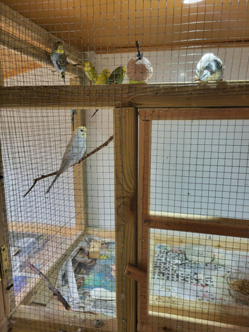 Budgies