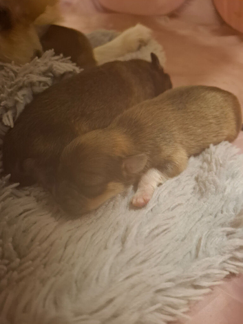 Teddy bear  paparainians