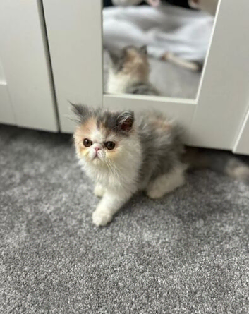 Beautiful Persian kitten