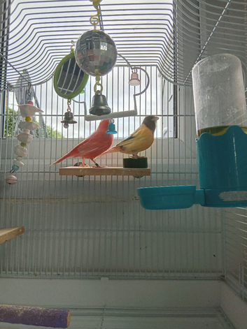 2 male canary